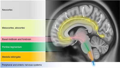 Neuroimaging Advances in Parkinson's Disease and Atypical Parkinsonian Syndromes